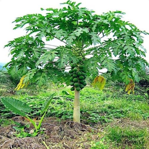 Organic Papaya Plants